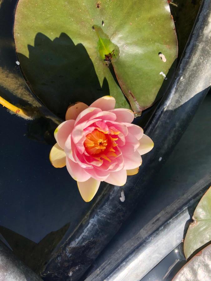 Les Jardins Des Soussilanges Acomodação com café da manhã Céron Exterior foto